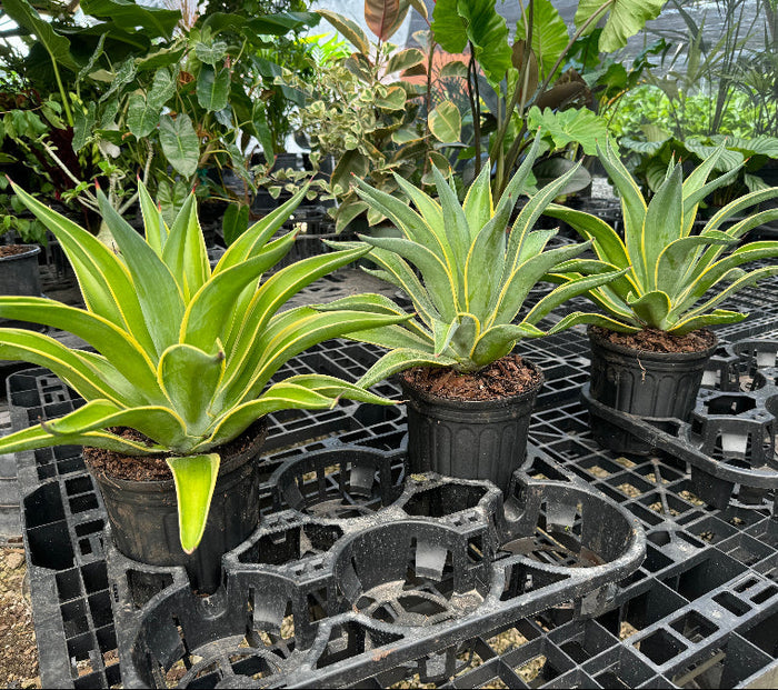 Agave Desmettiana Lurida Planted in 1gal Nursery Pot
