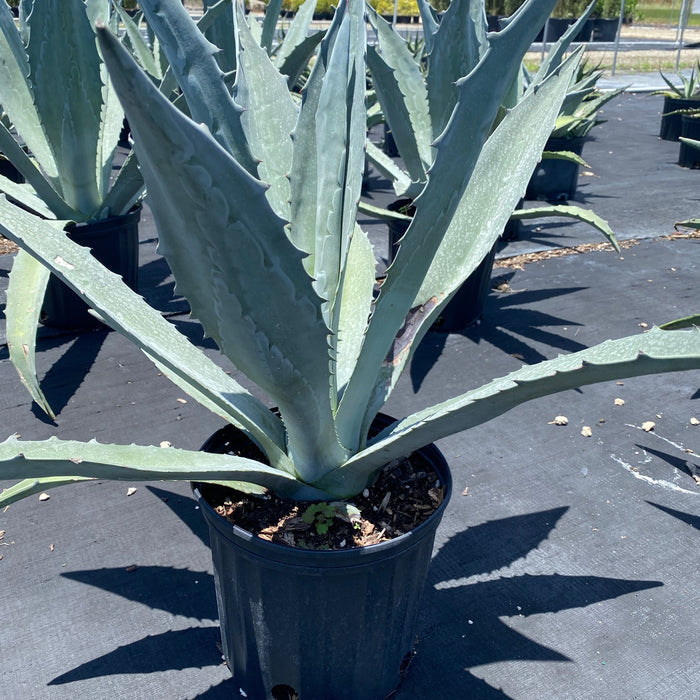 outside view of Super Blue Agave Americana, Century Plant in a pot