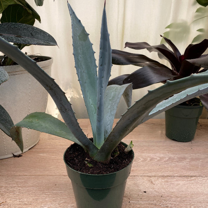 Super Blue Agave Americana, Century Plant, Potted in Grower Pot