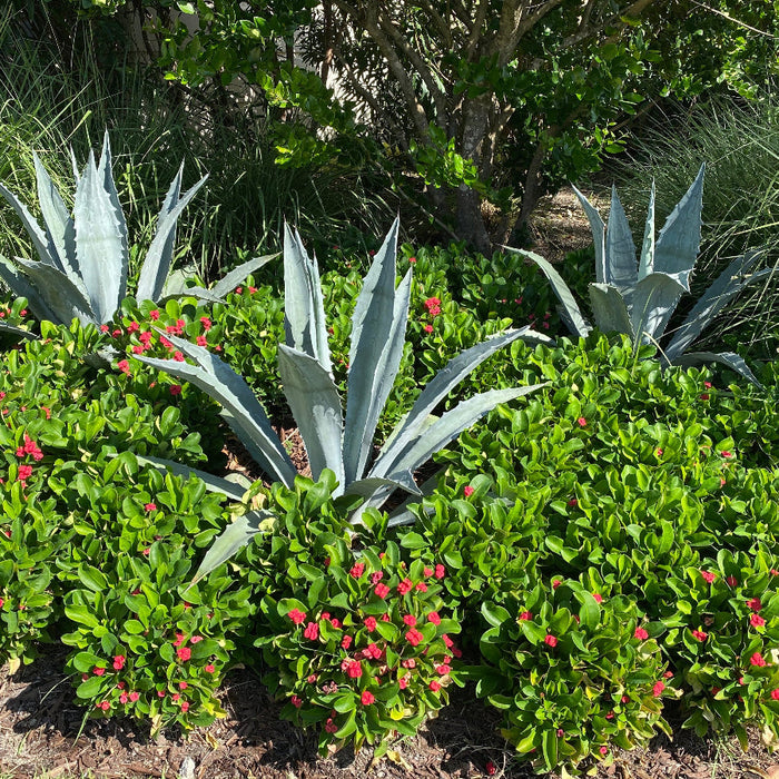 Super Blue Agave Americana, Century Plant garden view