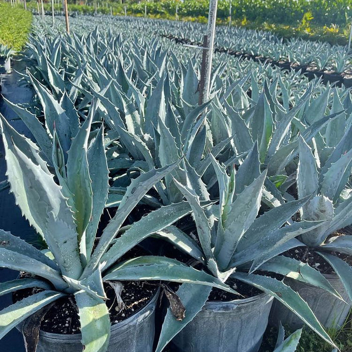 Multiple Super Blue Agave Americana, Century Plant, in Grower Pot