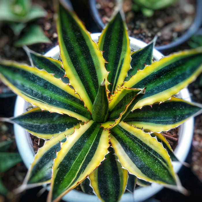 Agave lophantha 'Quadricolor', Green-Yellow