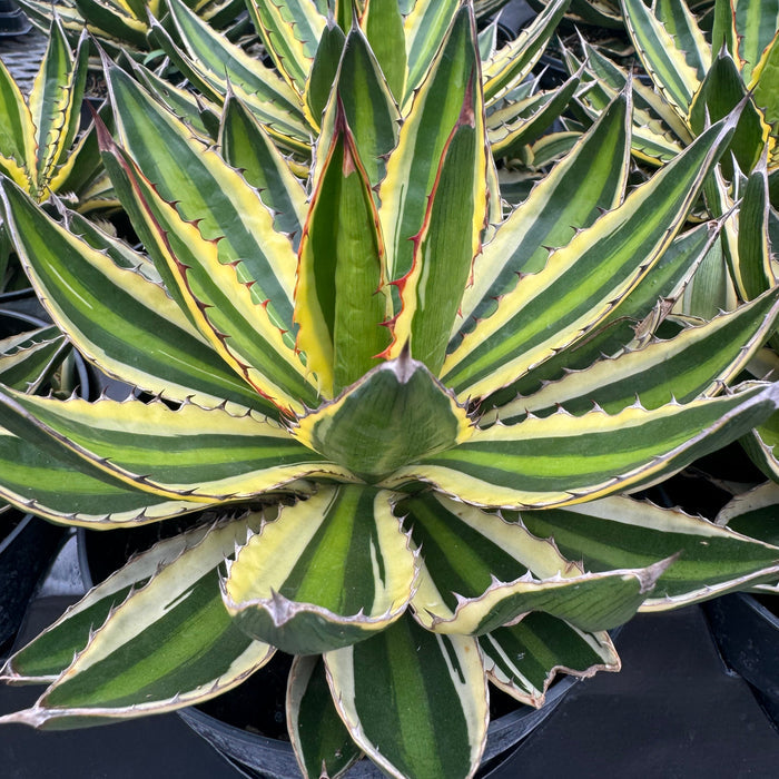 Agave lophantha 'Quadricolor', Green-Yellow