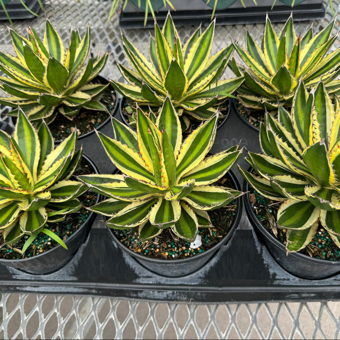 Agave lophantha 'Quadricolor', Green-Yellow