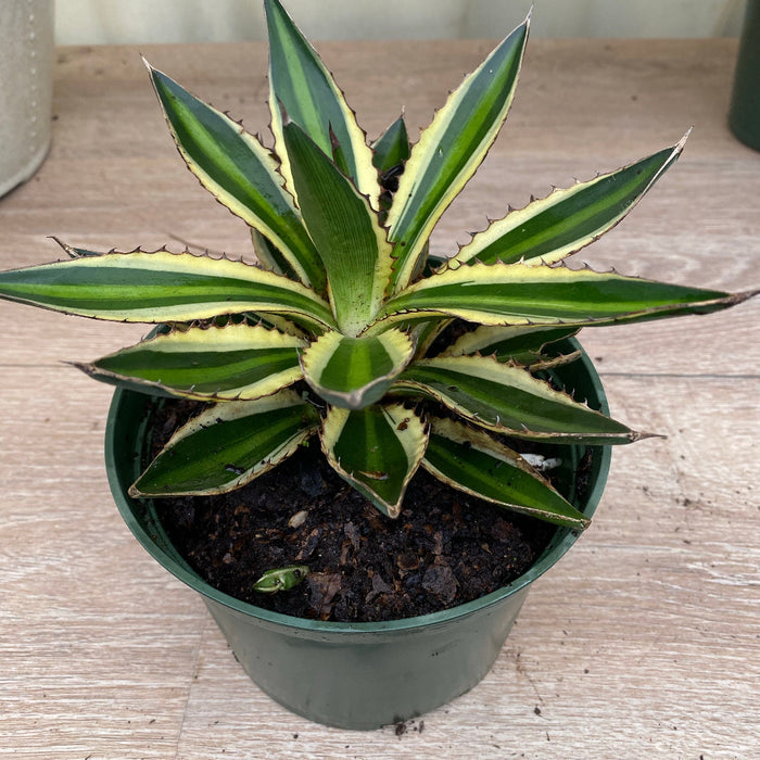 Agave lophantha 'Quadricolor', Green-Yellow