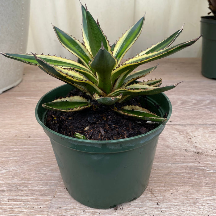 Agave lophantha 'Quadricolor', Green-Yellow