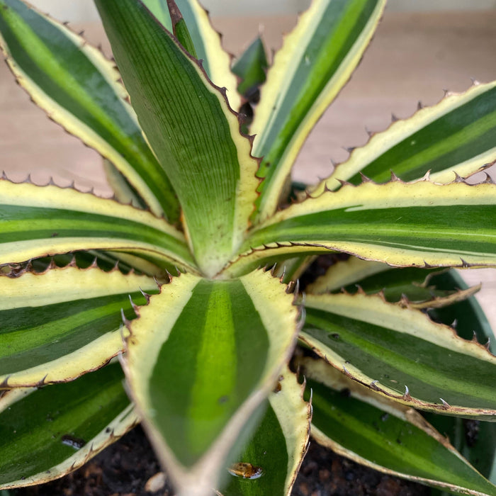 Agave lophantha 'Quadricolor', Green-Yellow Leaf