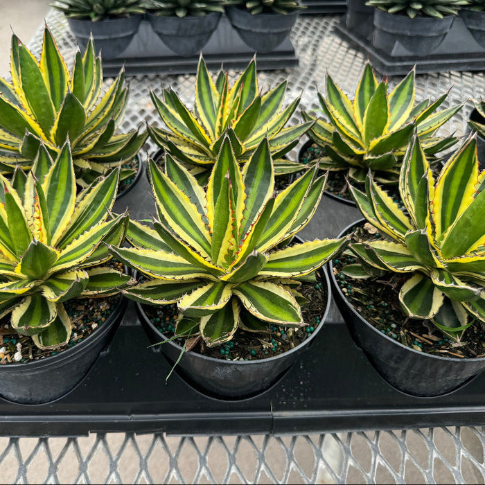 Agave lophantha 'Quadricolor', Green-Yellow