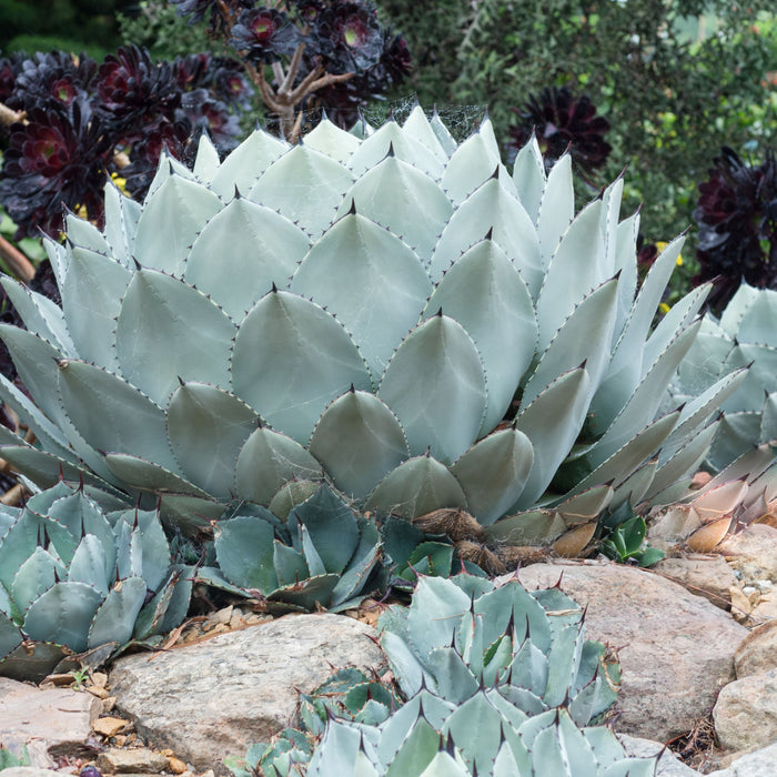 Agave Parryi Artichoke 'Truncata' Mescal Agave