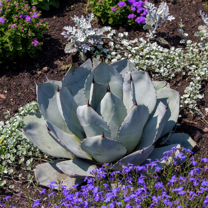 Agave Parryi Artichoke 'Truncata' Mescal Agave, Planted in Ground