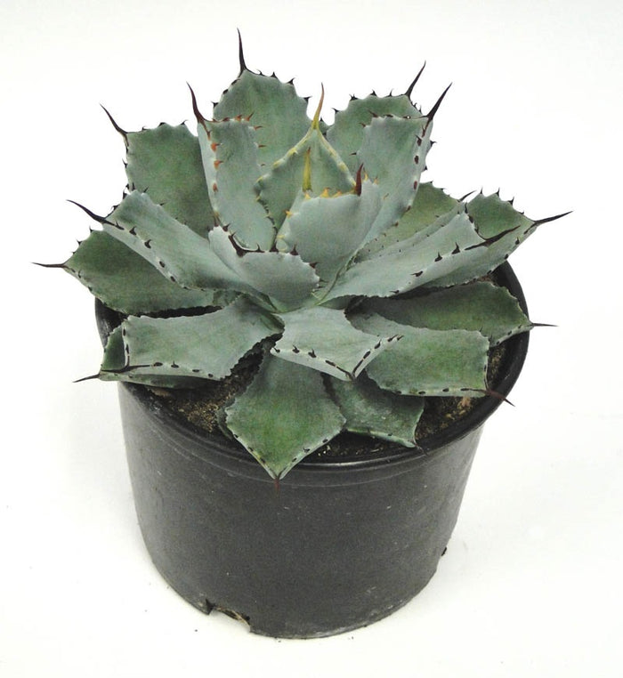 Agave Parryi Artichoke 'Truncata' Mescal Agave, in Grower Pot