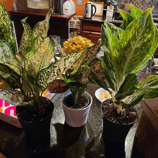 multiple Aglaonema Red Valentine, Chinese Evergreen