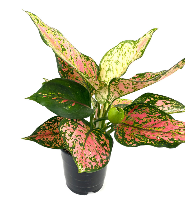 Aglaonema Red Valentine, Chinese Evergreen with white background