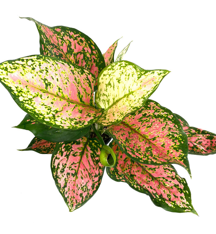 upper view of Aglaonema Red Valentine, Chinese Evergreen