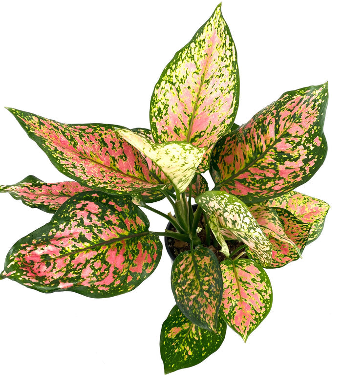 upper view of Aglaonema Red Valentine, Chinese Evergreen in a pot