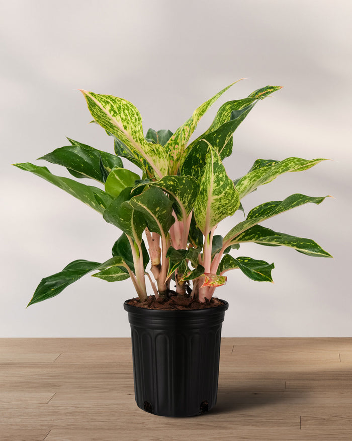 Aglaonema sparkling sara potted plant with green and yellow leaves on a wooden floor against a white wall
