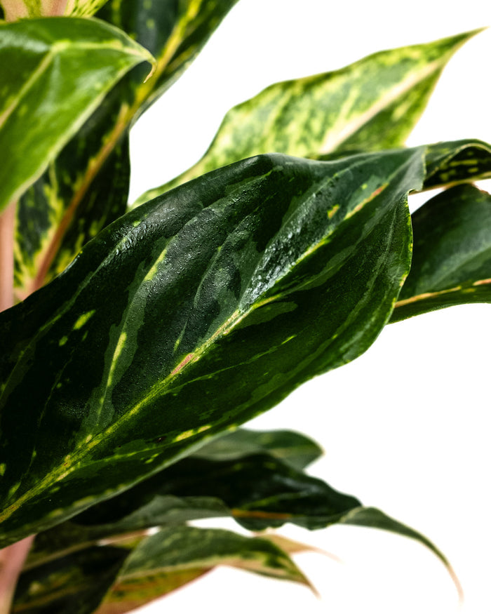 Aglaonema sparkling sara potted plant with green and yellow leaf's top view