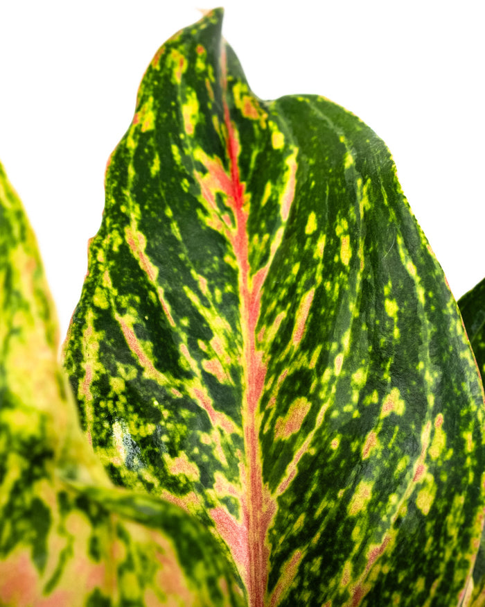 Aglaonema sparkling sara potted plant with green and yellow leaf's top view