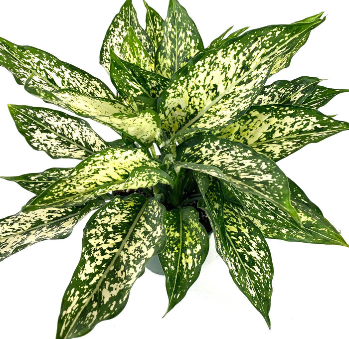 upper view of Aglaonema White Dalmation Chinese Evergreen