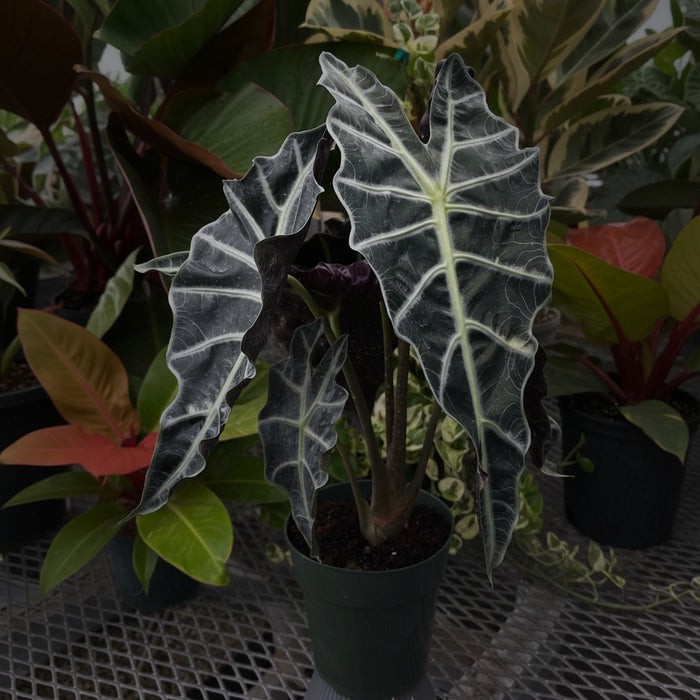 Alocasia Amazonica Polly, African Mask in a green plastic grower pot with dark green leathery leaves and prominent wavy white veins, ideal for bright indoor spaces and tropical home decor.
