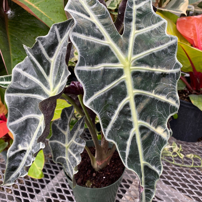 Alocasia Amazonica Polly, African Mask in a green plastic grower pot with dark green scalloped leaves and heavy white structural veining, ideal for bright indoor spaces and tropical home decor.
