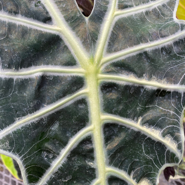 Alocasia Amazonica Polly, African Mask in grower pot with prominent, thick neon-green veins cutting across deep emerald leaves, ideal for bright indoor spaces and tropical home decor.