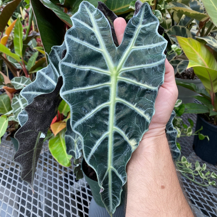 Alocasia Amazonica Polly, African Mask in grower pot with a single oversized arrowhead leaf showing striking thick white veins, ideal for bright indoor spaces and tropical home decor.