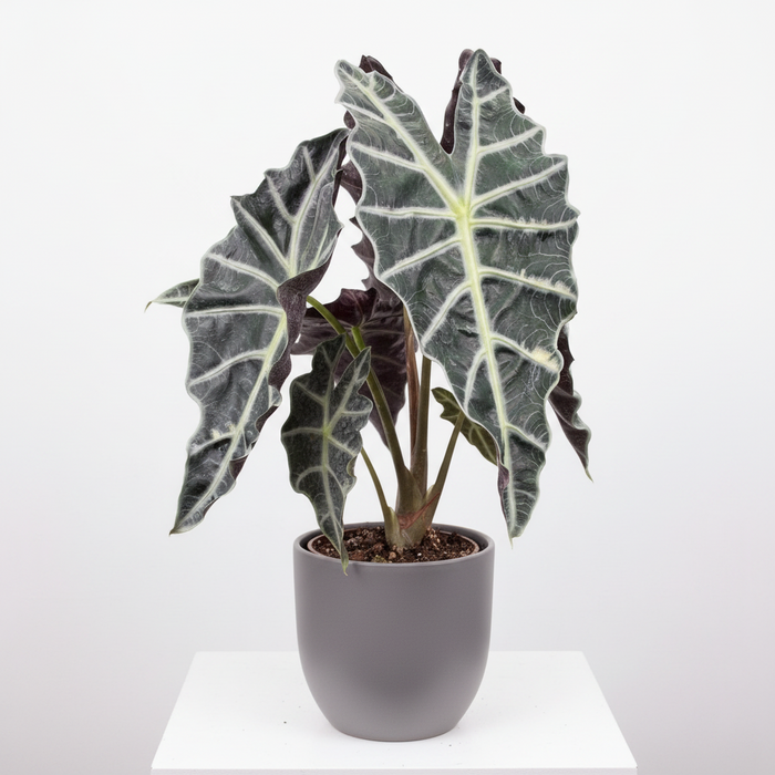 A potted Alocasia plant with large dark green and black leaves featuring prominent pale veins, in a matte gray pot displayed on a white pedestal against a light gray background.