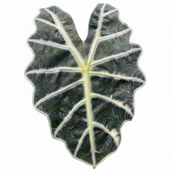Alocasia Amazonica Polly, African Mask in a green plastic grower pot with dark green leathery leaves and prominent wavy white veins, ideal for bright indoor spaces and tropical home decor.