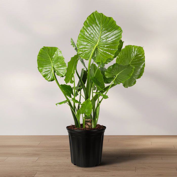 Alocasia California Odora, Elephant Ears in 5 gallon nursery pot with broad elephant ear foliage and dense tropical structure, ideal for tropical garden accents.