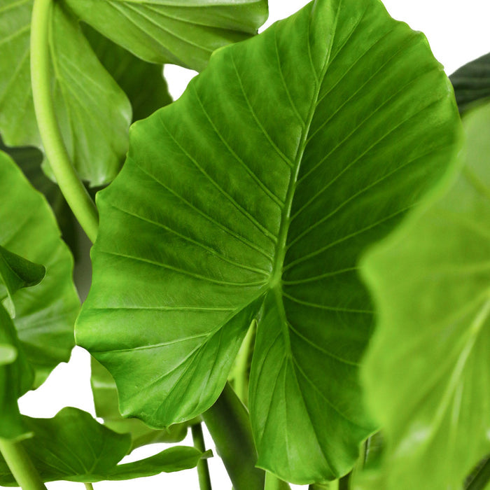 Close up of Alocasia California Odora, Elephant Ears foliage with glossy deep green tropical texture and pronounced veining, ideal for ornamental plant displays.