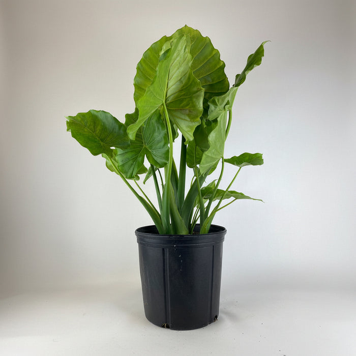 Alocasia California Odora, Elephant Ears in 2 gallon nursery pot with oversized green tropical leaves and upright foliage, ideal for patios and lush outdoor landscapes.
