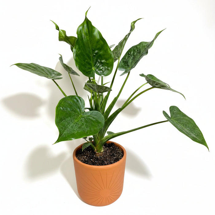 upper view of Alocasia cucullata Elephant Ear, Chinese Taro