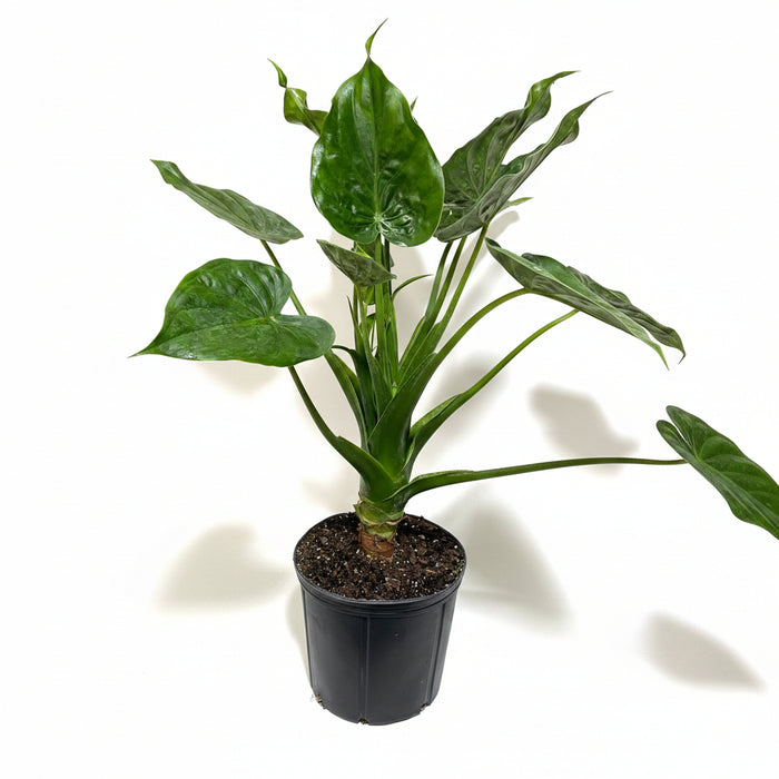 Alocasia cucullata Elephant Ear, Chinese Taro in a black pot