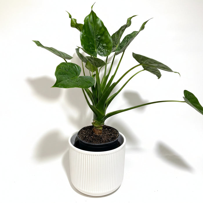 Alocasia cucullata Elephant Ear, Chinese Taro in a black pot