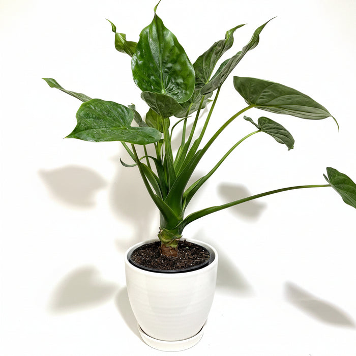 Alocasia cucullata Elephant Ear, Chinese Taro in a black pot