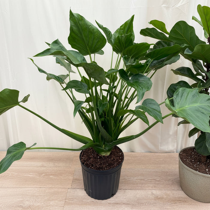 Alocasia cucullata Elephant Ear, Chinese Taro in a black pot inside house