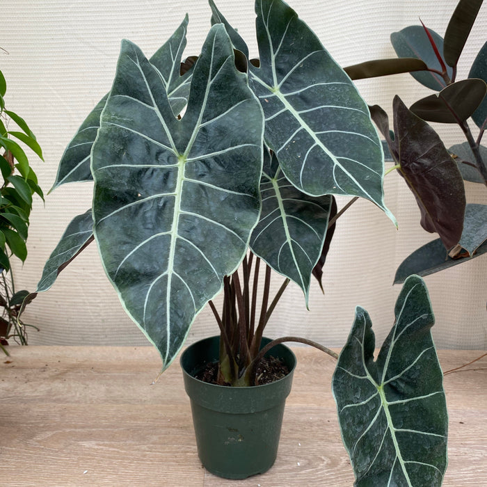 Alocasia Dragons Tooth Longiloba in a green pot
