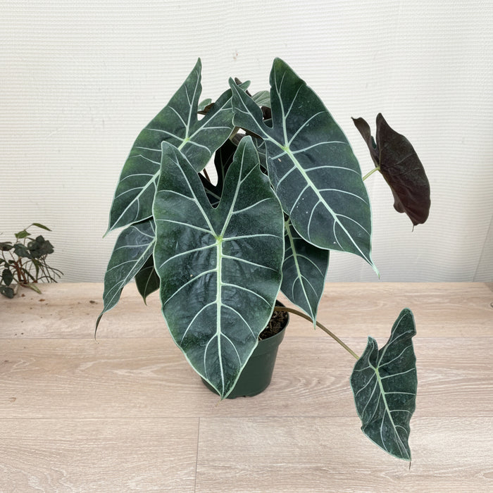leaves of Alocasia Dragons Tooth Longiloba