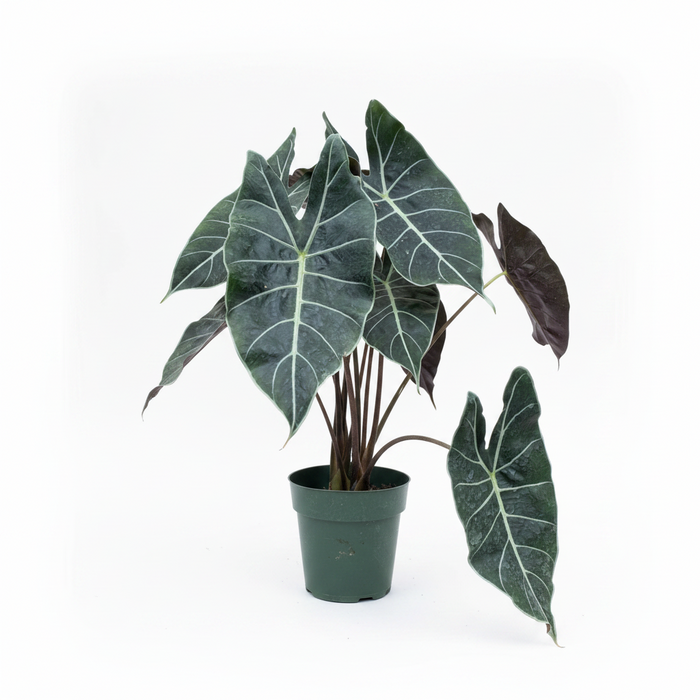 A potted Alocasia plant with large dark green leaves featuring prominent white veins and some darker burgundy leaves, in a dark green plastic nursery pot on a white background.