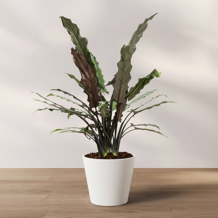 Alocasia Lauterbachiana in 2 gallon container featuring striking elongated, wavy leaves with deep green topsides and contrasting purple undersides, ideal for bright indoor spaces and adding an exotic tropical look to any plant collection.