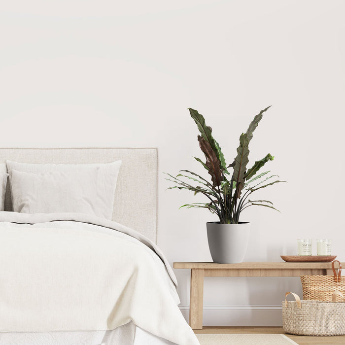 Alocasia Lauterbachiana in a light grey decorative planter featuring striking elongated, wavy leaves with deep green topsides and tall upright stems, ideal for bringing a touch of exotic tropical flair to cozy indoor spaces and modern bedroom decor.