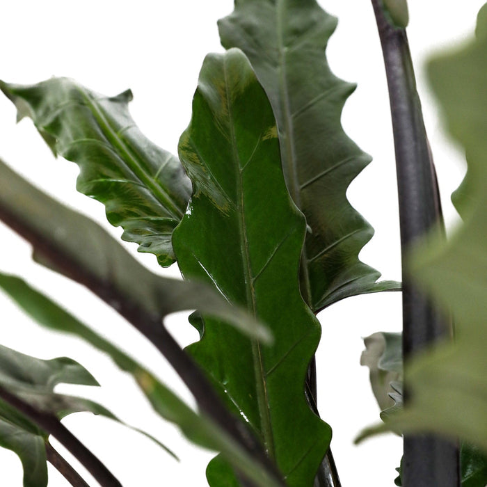 Close up of Alocasia Lauterbachiana foliage featuring striking elongated, wavy green leaves and dark purple upright stems, ideal for highlighting the exotic texture and architectural structure of this tropical plant.