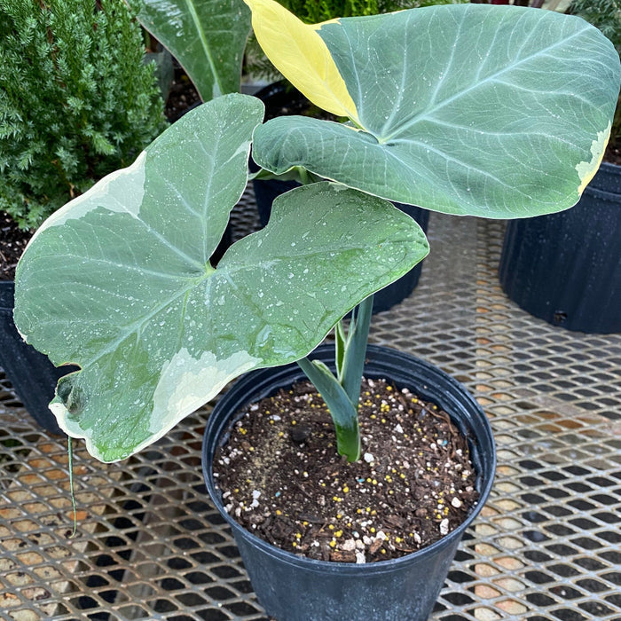 leaves of Alocasia Mickey Mouse, Xanthosoma Variegata Stingray, Elephant Ears Live Indoor Plant