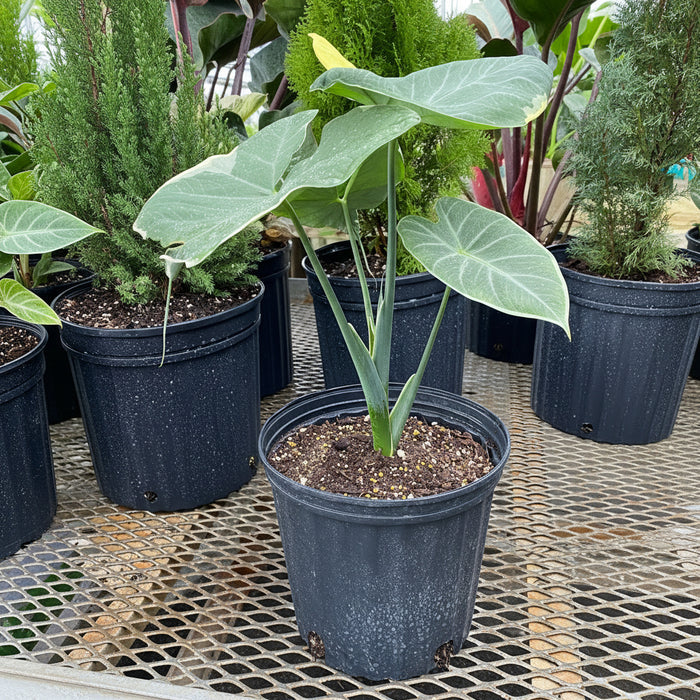 Alocasia Mickey Mouse, Xanthosoma Variegata Stingray, Elephant Ears Live Indoor Plant in a black pot