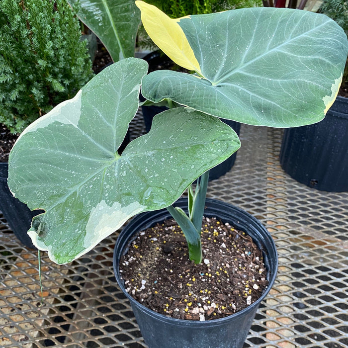upper view of Alocasia Mickey Mouse, Xanthosoma Variegata Stingray, Elephant Ears Live Indoor Plant
