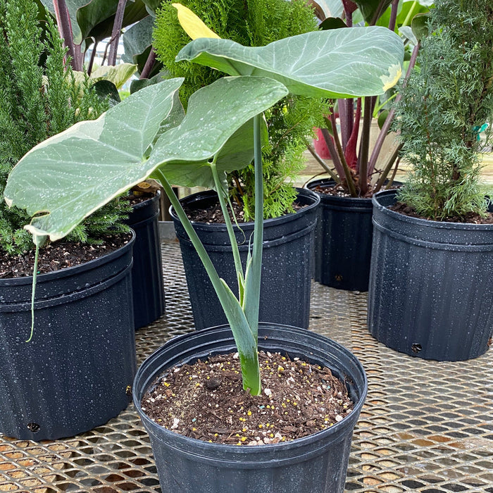 Alocasia Mickey Mouse, Xanthosoma Variegata Stingray, Elephant Ears Live Indoor Plant