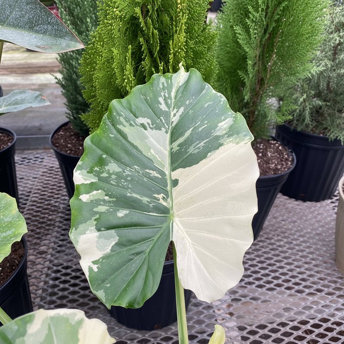 single leaf of Alocasia Odora Variegata, Collectors Rare and Exotic