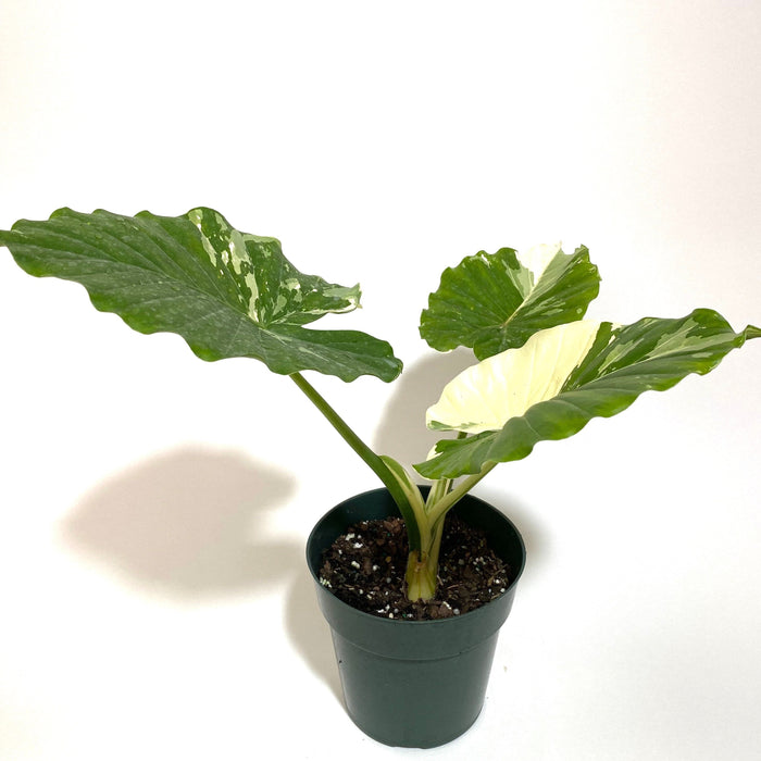 Alocasia Odora Variegata, Collectors Rare and Exotic in a black pot