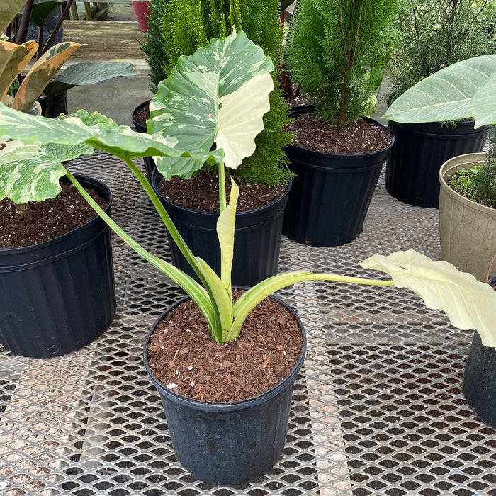 Alocasia Odora Variegata, Collectors Rare and Exotic in a black pot outside